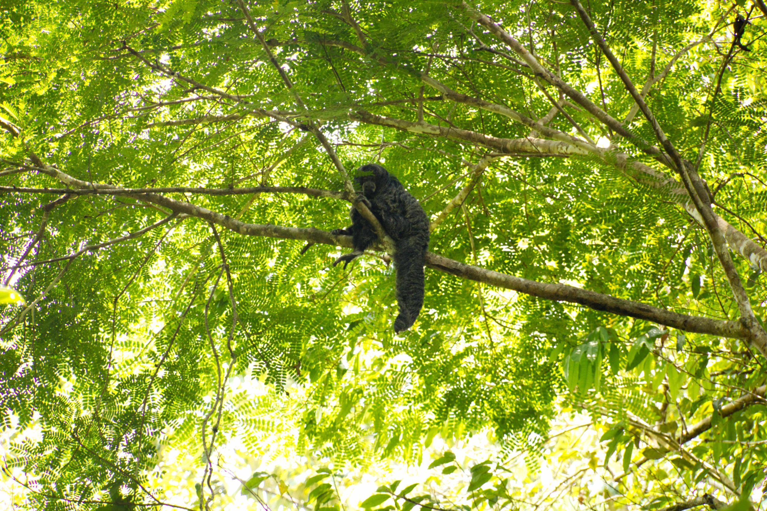 Lifestyle Ecuador: Brüllaffe im Baum Cuyabeno Ecuador
