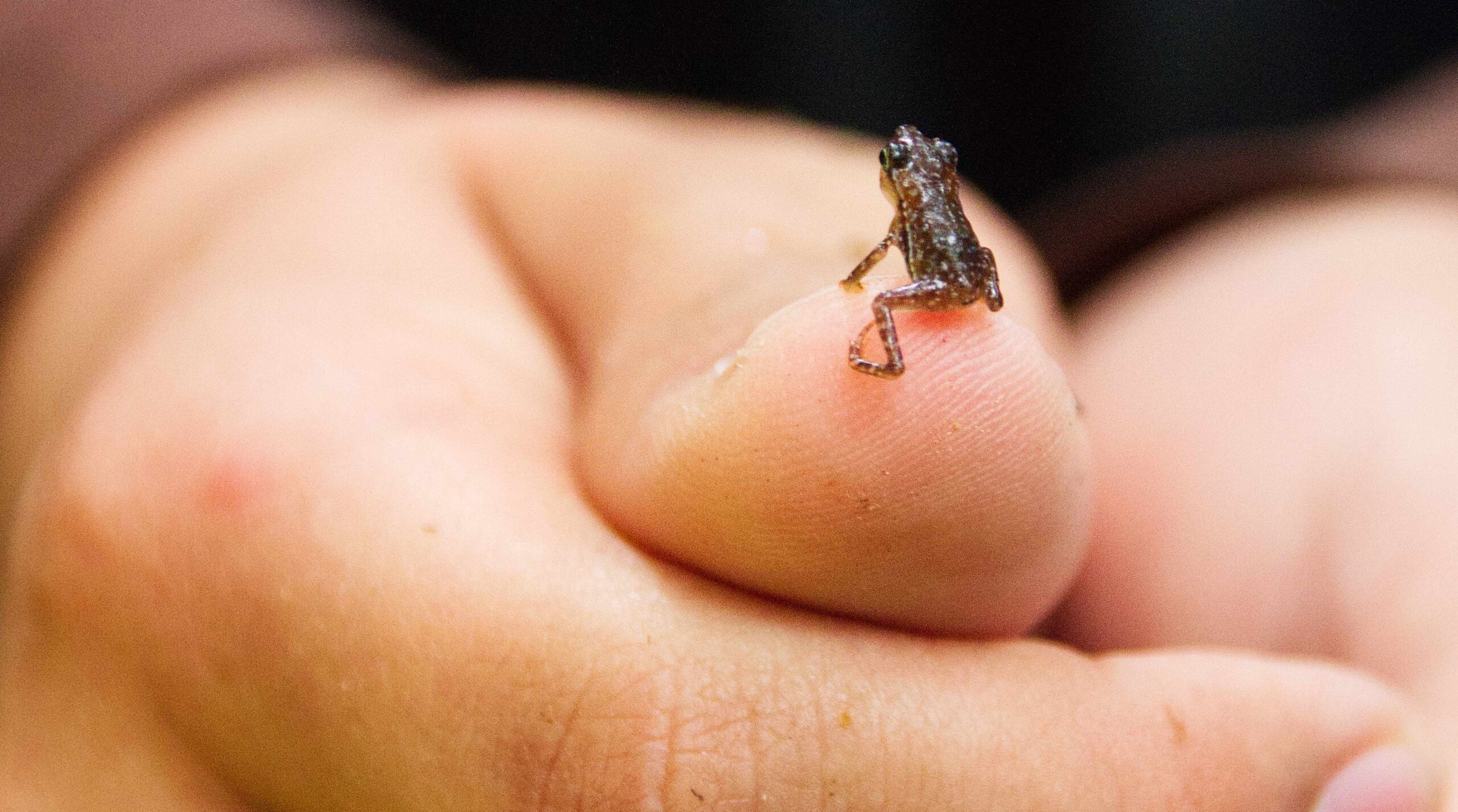 Kleiner Frosch auf Finger, Urwald Cuyabeno, Ecuador
