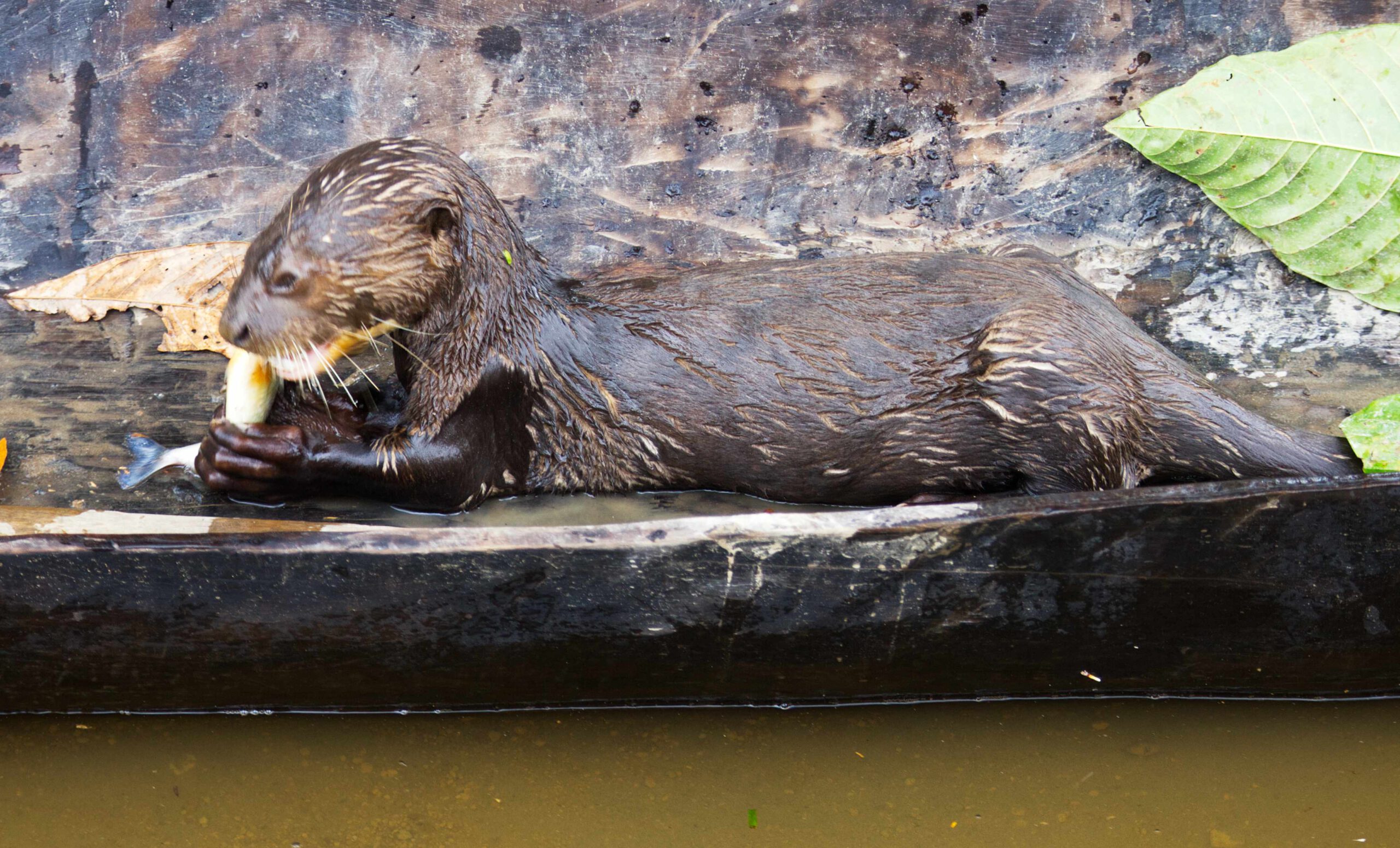 Otter, Cuyabeno Ecuador