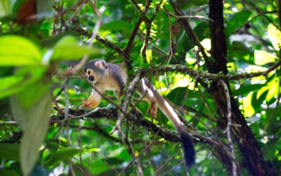 Lifestyle Ecuador: Leben im Dschungel – Teil 2