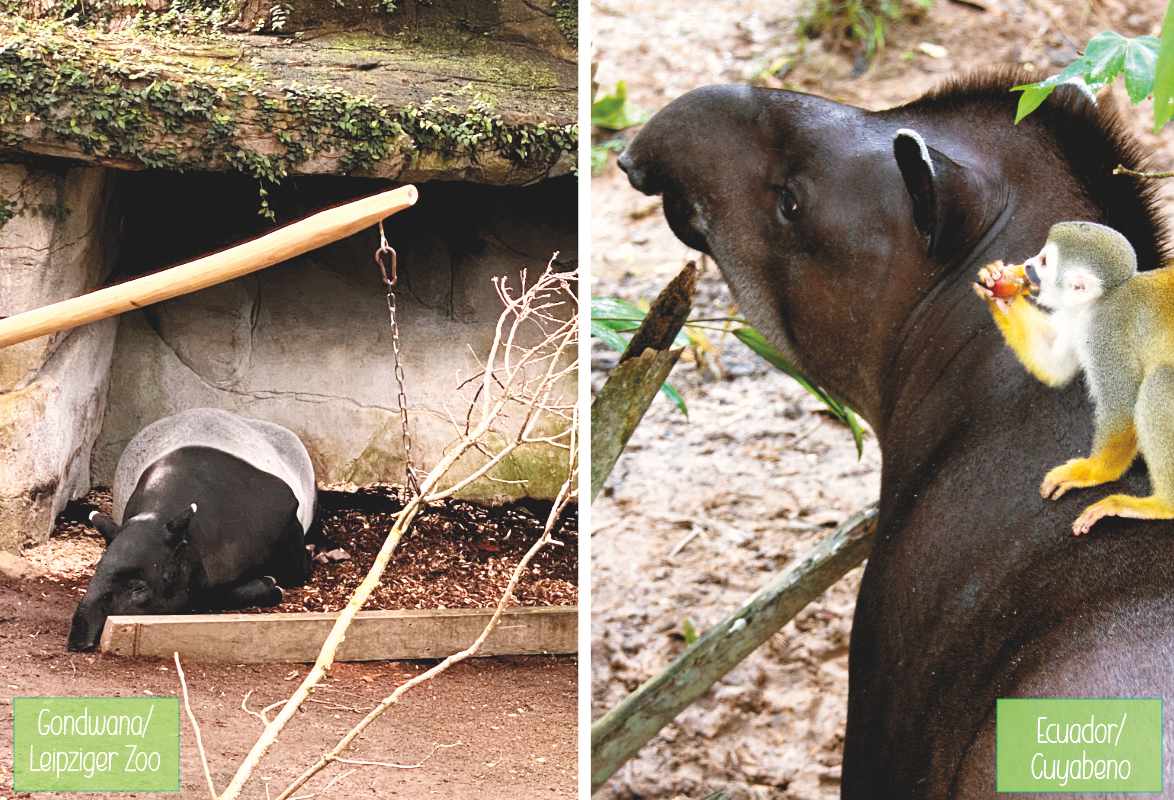 Tapir Ecuador