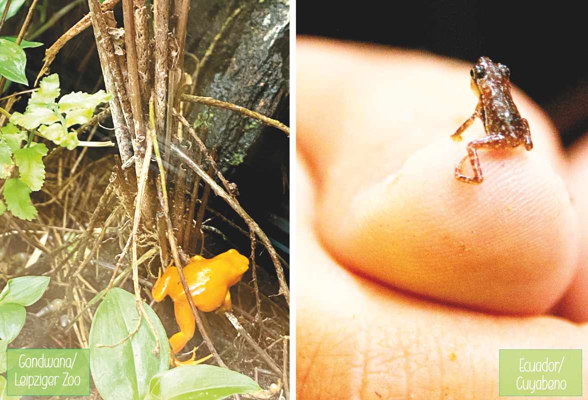 frosch