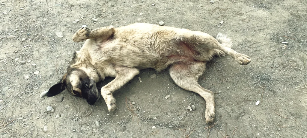 Hund wälzt sich auf der Straße in Georgien